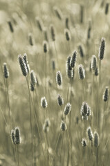 Bottlebrush Grass Hameln ( Pennisetum Alopecuroides )