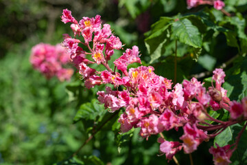 Close up of red horse chestnut (aesculus x carnea) blossom