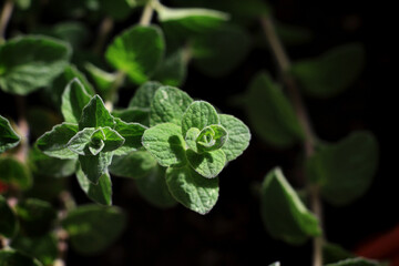 Origanum Syriacum