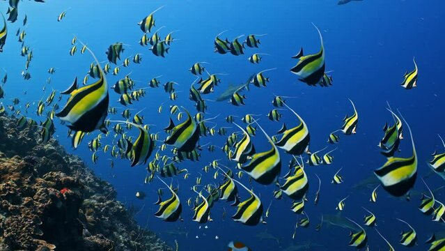 Underwater shot of bright yellow Moorish Idol fish spawning aggregation swimming over reef with sharks in blue water