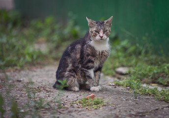 Striped cat on the street. Beautiful gray homeless cat in the street. Animal portret. Dirty street cat. Yard abandoned cat. Cats abandoned on the street, animal abuse, loneliness.