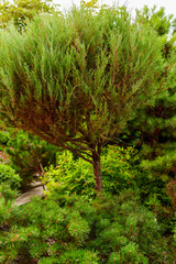 shrubs and dwarf trees in the landscape design of the yard.