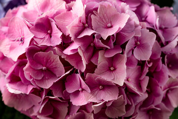 Macro view of Bouquet with beautiful colorful hortensia flowers. Close up of Hortensia flower