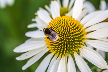 Fototapeta premium A closeup shot of a bee collecting pollen on a white echinacea flower