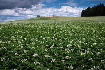 Waldviertler Sommer am blühenden Kartoffelfeld