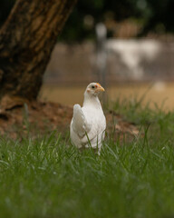White young chicken side body portrait on green field from a park in puerto rico