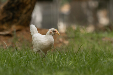 White young chicken side body portrait on green field from a park in puerto rico
