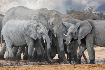 Elephants in etosha national park namibia - obrazy, fototapety, plakaty