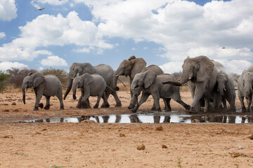 Elephants in etosha national park namibia