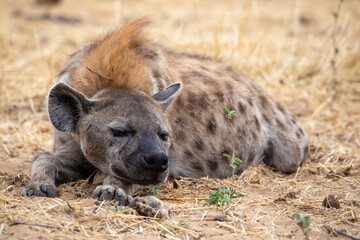 Hyena in etosha national park namibia