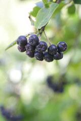 Aronia berry bush - superfruit that boosts your body’s immune system to combat stress-related diseases, close up