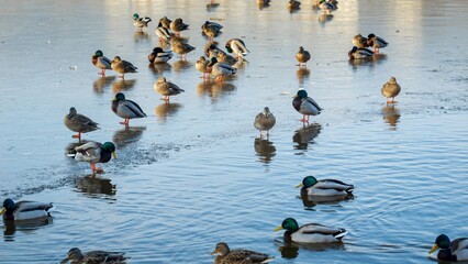 Ducks on a frozen city lake, some searching for food while others swim in open water, creating a...