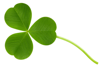 Clover isolated on white background, St. Patrick's Day symbol, full depth of field