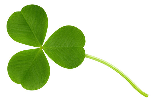 Clover isolated on white background, St. Patrick's Day symbol, full depth of field