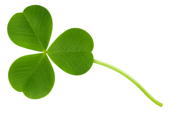 Clover isolated on white background, St. Patrick's Day symbol, full depth of field