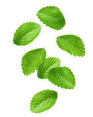 Falling Strawberry Leaf isolated on white background, full depth of field