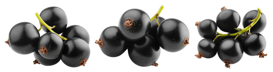 Black Currant isolated on white background, full depth of field