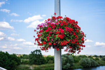 Czerwony bukiet kwiatów uozdabiający przejazd przez most nad rzeką Odrą o letniej porze w...