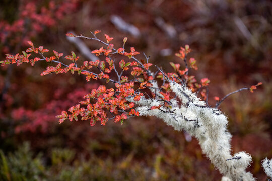 Spanish moss on a lenga branch in Patagonia.