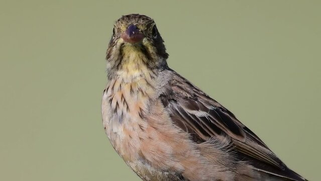 Ortolan Bunting on branch, Emberiza hortulana. In the wild.