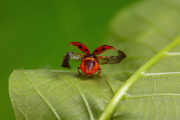Harmonia axyridis inhabit the leaves of wild plants