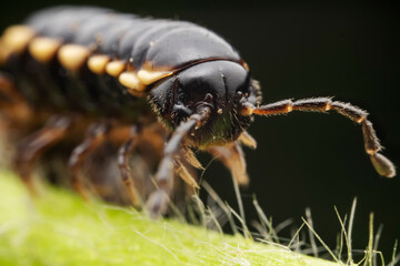 millipede inhabit the leaves of wild plants