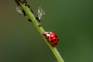 Harmonia axyridis inhabit the leaves of wild plants