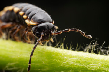 millipede inhabit the leaves of wild plants