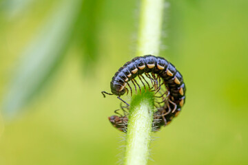 millipede inhabit the leaves of wild plants