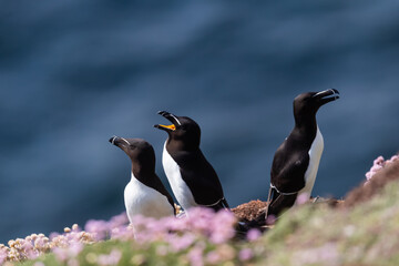 Alcas comunes (Alca torda), acantilados de la isla Great Saltee, Irlanda del Sur