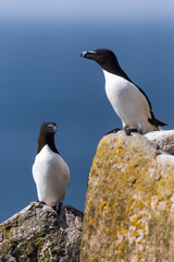 Obraz premium Pareja de Alca común (Alca torda), acantilados de la isla Great Saltee, Irlanda del Sur