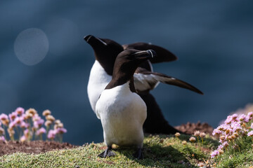 Alca común (Alca torda), acantilados de la isla Great Saltee, Irlanda del Sur