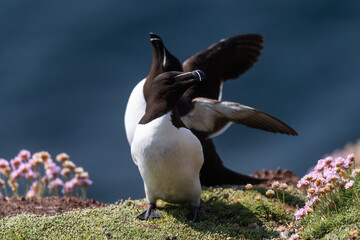 Alca común (Alca torda), acantilados de la isla Great Saltee, Irlanda del Sur