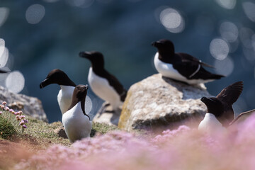 Alcas comunes (Alca torda), acantilados de la isla Great Saltee, Irlanda del Sur