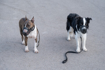 Dogs border collie and bull terrier in muzzles and on leashes on a walk outdoors. 