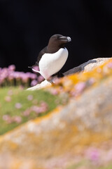 Alca común (Alca torda), acantilados de la isla Great Saltee, Irlanda del Sur
