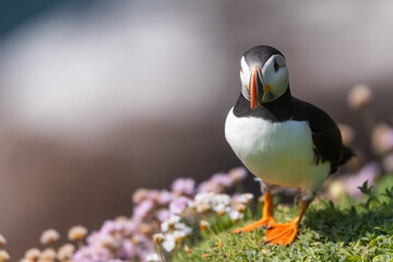 Naklejka premium Frailecillo (Fratercula Arctica), acantilados de la isla Great Saltee, Irlanda del Sur