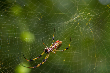 Large female golden silk orb spider and her web.