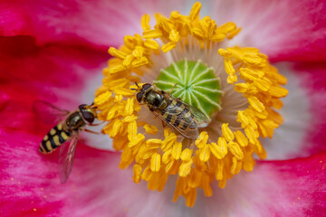 syrphid Sucking nectar on flowers