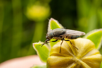Flies feed on nectar on yellow flowers