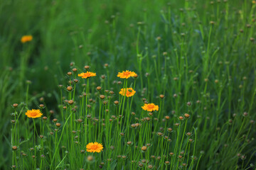 Blooming Coreopsis in the garden