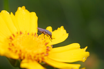 Flies feed on nectar on yellow flowers