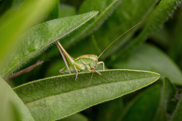 katydid inhabit the leaves of wild plants