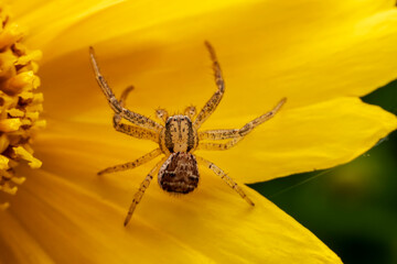 crab spider dwelling on yellow flowers waiting for prey