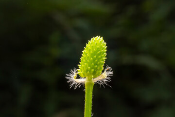 Macro photos of wild plant fruits