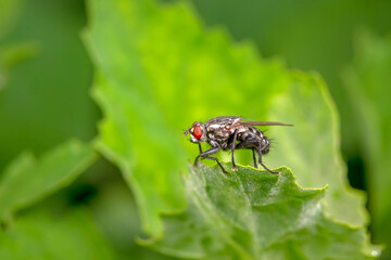 Drosophila inhabits wild plants in North China