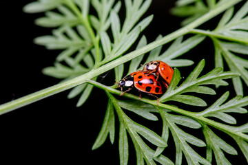 Harmonia axyridis mate on wild plant leaves