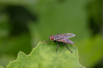 Drosophila inhabits wild plants in North China