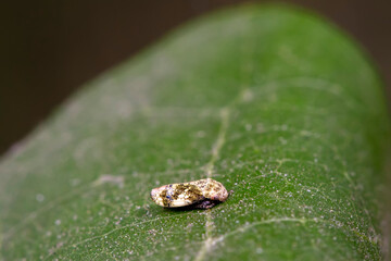 leafhopper inhabiting on the leaves of wild plants