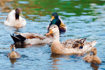 Patos adultos con sus crias nadando en su habitat natural.